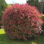 Photinia 'Red Robin' arbust peren cu frunzis vesnic verde la ghiveci P9.5, H 30-40 cm - imagine 4