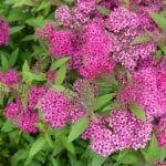 Spiraea japonica Anthony Waterer - Cununita cu flori roz la ghiveci C1.5 - H 40-50 cm