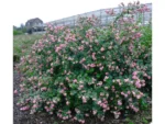 Symphoricarpos Magic Berry la ghiveci C1.5 -  H 40-50 cm - imagine 3