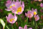 Lalele Pitice Botanice Lilac Wonder - pachet 5 bulbi marime 7/8 (Livrarea dupa 10 Septembrie)
