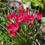 Lalele Pitice Botanice Little Beauty - pachet 5 bulbi marime 5/6 (Livrarea dupa 10 Septembrie) - imagine 3