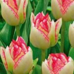 Lalele Multiflora Cartouche bulbi marime 12+ - pachet 3 bucati (Acest produs se livreaza dupa 10 Septembrie) - imagine 2