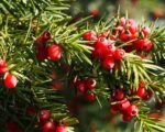 Taxus media Hicksii - Tisa anglo-japoneza la ghiveci P9, H 60-70 cm - imagine 3