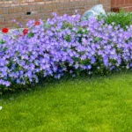 Muscata perena de gradina - Geranium „Johnson's Blue” la ghiveci P10 - H 5-10 cm - imagine 3