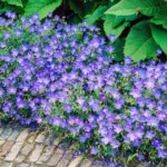 Muscata perena de gradina - Geranium „Johnson's Blue” la ghiveci P10 - H 5-10 cm - imagine 2