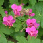 Muscata perena de gradina - Geranium macrorrhizum 'Czakor' la ghiveci P10 - H 5-10 cm