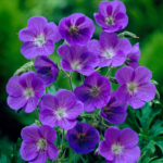 Muscata perena de gradina - Geranium „Johnson's Blue” la ghiveci P10 - H 5-10 cm