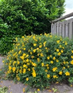 Sunatoare - Hypericum x hidcoteense 'Hidcote' - semi vesnic verde la ghiveci P12, H 40-50 cm - imagine 3
