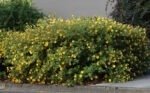Sunatoare - Hypericum x hidcoteense 'Hidcote' - semi vesnic verde la ghiveci P12, H 40-50 cm - imagine 4