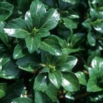 Pachysandra terminalis 'Green Sheen' - Tulichina japoneză la ghiveci P9
