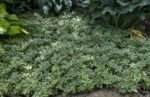 Pachysandra terminalis 'Variegata' sau "Silver Edge" - Tulichina japoneză la ghiveci P9 - imagine 3