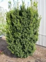 Taxus media Hicksii - Tisa anglo-japoneza la ghiveci P9, H 60-70 cm