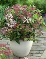 Viburnum tinus 'Gwenllian'- Calin vesnic verde la ghiveci P9.5, H 15-25 cm - imagine 4