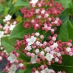 Viburnum tinus 'Gwenllian'- Calin vesnic verde la ghiveci P9.5, H 15-25 cm - imagine 2