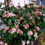 Viburnum tinus 'Gwenllian'- Calin vesnic verde la ghiveci P9.5, H 15-25 cm