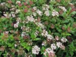 Viburnum tinus 'Gwenllian'- Calin vesnic verde la ghiveci P9.5, H 15-25 cm - imagine 3