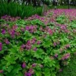 Muscata perena de gradina - Geranium macrorrhizum 'Czakor' la ghiveci P10 - H 5-10 cm - imagine 2