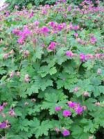 Muscata perena de gradina - Geranium macrorrhizum 'Czakor' la ghiveci P10 - H 5-10 cm - imagine 3