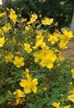 Sunatoare - Hypericum x hidcoteense 'Hidcote' - semi vesnic verde la ghiveci P12, H 40-50 cm - imagine 2