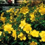 Sunatoare - Hypericum x hidcoteense 'Hidcote' - semi vesnic verde la ghiveci P12, H 40-50 cm