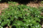 Pachysandra terminalis 'Green Sheen' - Tulichina japoneză la ghiveci P9 - imagine 3