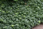 Pachysandra terminalis 'Green Sheen' - Tulichina japoneză la ghiveci P9 - imagine 2