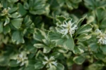Pachysandra terminalis 'Variegata' sau "Silver Edge" - Tulichina japoneză la ghiveci P9 - imagine 2