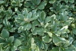Pachysandra terminalis 'Variegata' sau "Silver Edge" - Tulichina japoneză la ghiveci P9