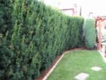 Taxus media Hicksii - Tisa anglo-japoneza la ghiveci P9, H 60-70 cm - imagine 2