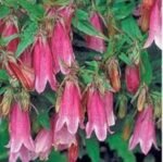Campanula Cherry Bells - la ghiveci P9
