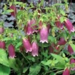 Campanula Cherry Bells - la ghiveci P9 - imagine 2