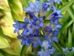 Gentiana dahurica -  gentiana de vara la ghiveci P9