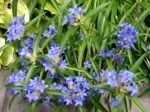 Gentiana dahurica -  gentiana de vara la ghiveci P9 - imagine 2