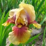 Iris Germanica Oklahoma Bandit  - 5 rizomi