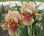 Iris Germanica Oklahoma Bandit  - 5 rizomi - imagine 2