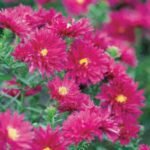 Aster novii belgii Royal Ruby - 1 radacina nuda