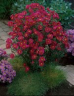 Aster novii belgii Royal Ruby - 1 radacina nuda - imagine 2