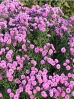 Aster novii belgii Patricia Ballard - 1 radacina nuda - imagine 2
