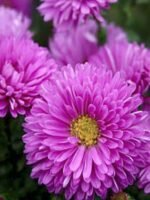Aster novii belgii Patricia Ballard - 1 radacina nuda