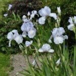 Iris Germanica English Cottage  - 1 rizom - imagine 2