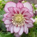 Spanz - Helleborus Orientalis Double Ellen Pink Spotted cu frunzis vesnic verde la ghiveci P9 (Livrarea dupa 10 Septembrie))
