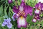 Iris Germanica Autumn Encore - Iris barbos inalt, remontant, cu inflorire repetata  - pachet 5 rizomi (Livrarea dupa 10 Septembrie) - imagine 2