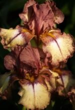 Iris Germanica Burgundy Brown  - 5 rizomi - imagine 2