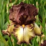 Iris Germanica Burgundy Brown  - 5 rizomi