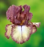 Iris Germanica Burgundy Brown  - 5 rizomi - imagine 3