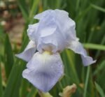 Iris Germanica English Cottage  - 1 rizom