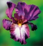 Iris Germanica Autumn Encore - Iris barbos inalt, remontant, cu inflorire repetata  - pachet 5 rizomi (Livrarea dupa 10 Septembrie)