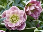 Spanz - Helleborus Orientalis Double Ellen Pink Spotted cu frunzis vesnic verde la ghiveci P9 (Livrarea dupa 10 Septembrie)) - imagine 2