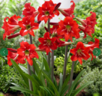 Amaryllis Sonatini Balentino de gradina - Hippeastrum - 1 bulb