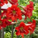 Amaryllis Sonatini Balentino de gradina - Hippeastrum - 1 bulb - imagine 2